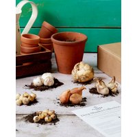 M&S Dark Shades Flower Bulb Collection
